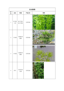 沉水植物分类与适用范围