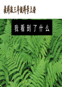 教科版小学科学三年级上册11我看到了什么PPT课件15