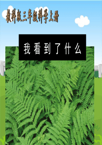 教科版小学科学三年级上册11我看到了什么PPT课件8