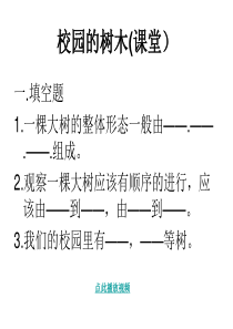 教科版小学科学三年级上册12校园的树木PPT课件19