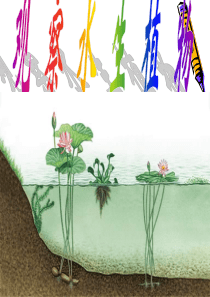 教科版小学科学三年级上册14观察水生植物PPT课件4