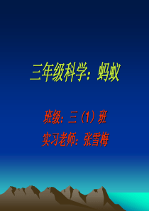 教科版小学科学三年级上册25蚂蚁PPT课件4