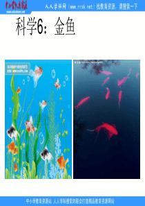 教科版小学科学三年级上册26金鱼PPT课件2
