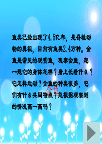 教科版小学科学三年级上册26金鱼PPT课件4