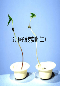 教科版小学科学五年级上册12种子发芽实验二PPT课件3