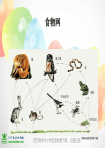 教科版小学科学五年级上册16做一个生态瓶PPT课件8