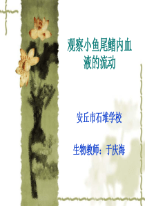 观察小鱼尾鳍内血液的流动