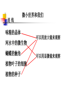 教科版小学科学六年级下册18微小世界和我们PPT课件1