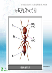 苏教小学科学三年级上册05校园里的小动物PPT课件11