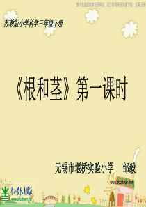 苏教小学科学三年级下册22根和茎PPT课件9