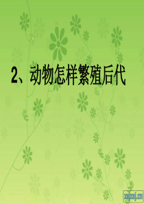 苏教小学科学五年级下册32动物怎样繁殖后代PPT课件2