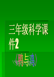 鄂教版小学科学三年级上册20鸭与鸡PPT课件