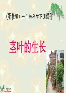 鄂教版小学科学三年级下册2茎叶的生长PPT课件2