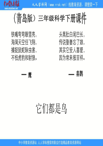 青岛小学科学三年级下册16它们都是鸟PPT课件2