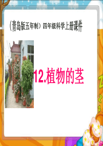 青岛小学科学四年级上册4植物的茎PPT课件2