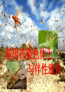 高中生物-基因在染色体上与伴性遗传课件-新人教版必修2