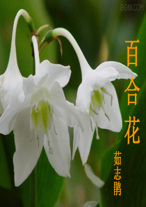 短篇小说百合花茹志鹃