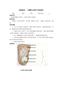 实验报告.-《观察玉米种子的结构》