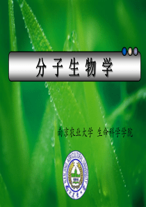 高中生物-第四章生物信息的传递(下)——从mRNA到蛋白质