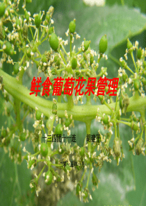 鲜食葡萄花果管理