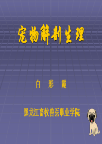 泌尿系统(犬)