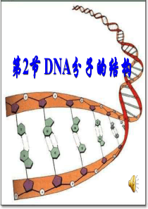 DNA的结构高一生物课件