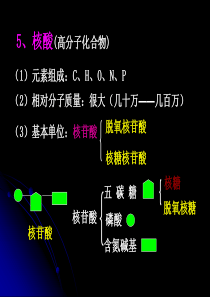 化合物高一生物课件