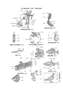 新人教版八上复习图形及答案