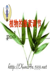 植物的激素调节高一生物课件