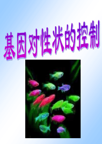 高一生物基因对性状的控制1高一生物课件