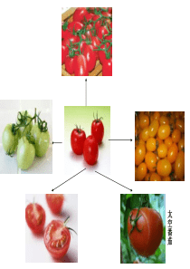 高一生物生物变异在生产上的应用课件高一生物课件