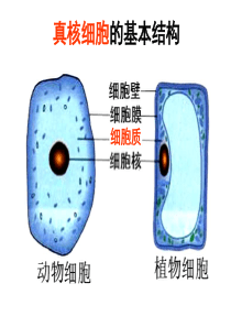 高一生物细胞质课件1高一生物课件