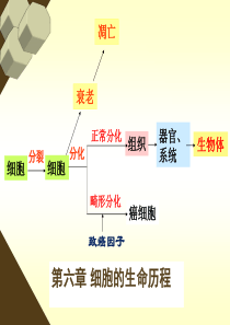 高一生物课件细胞的癌变高一生物课件