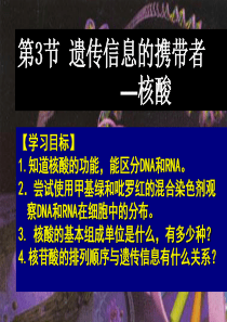 高一生物课件遗传信息的携带者核酸高一生物课件