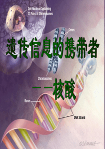 高一生物遗传信息的携带者核酸课件高一生物课件