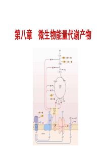 第8章微生物的能量代谢2014