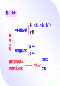 神经调节的基本方式