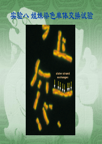 实验八姐妹染色单体交换试验