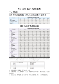 Western-Blot实验详细步骤