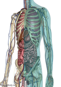 3D透明人体解剖图