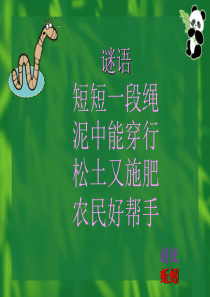 蚯蚓.PPT