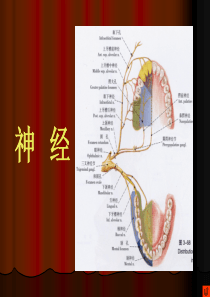 口腔颌面部系统解剖--血管、神经2