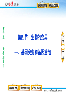 第四节 生物的变异 一、基因突变和基因重组