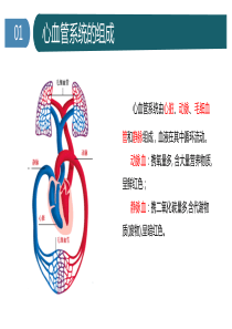 心脏的基本解剖