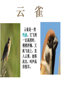 苏教小学音乐四上4云雀PPT课件音乐教学资源