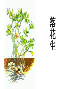 落花生说课稿