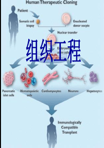 生命科学前沿-组织工程