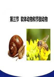 3《软体动物与节肢动物》名师课件