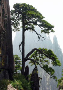 《黄山松》课件