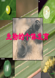 初中生物《被子植物的个体发育》ppt课件